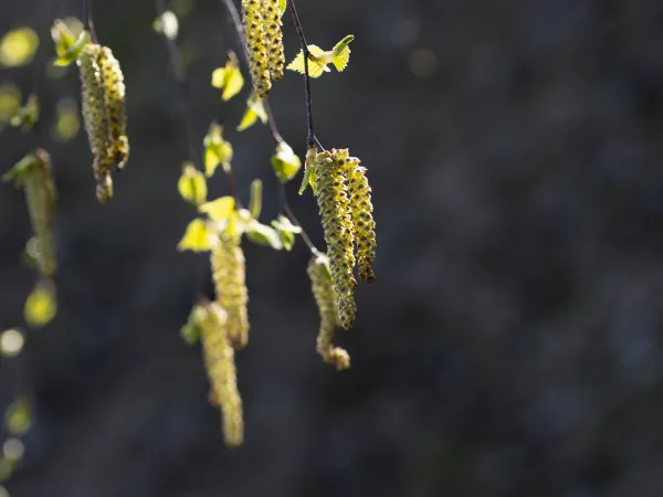 junge Birkentriebe im Sonnenlicht